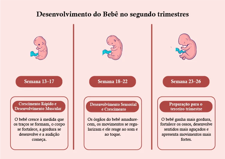 Desenvolvimento do Bebê no Segundo Trimestres