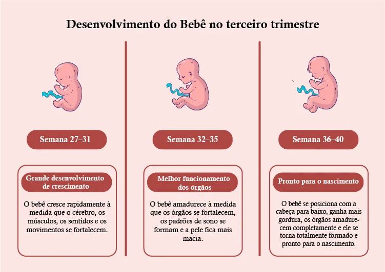 Desenvolvimento do bebê no Terceiro Trimestre