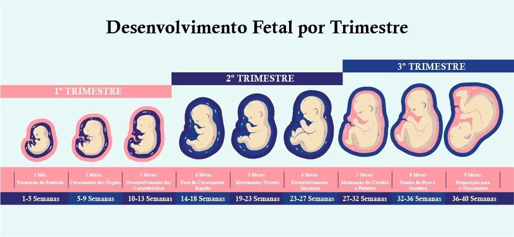 Desenvolvimento Fetal por Trimestre